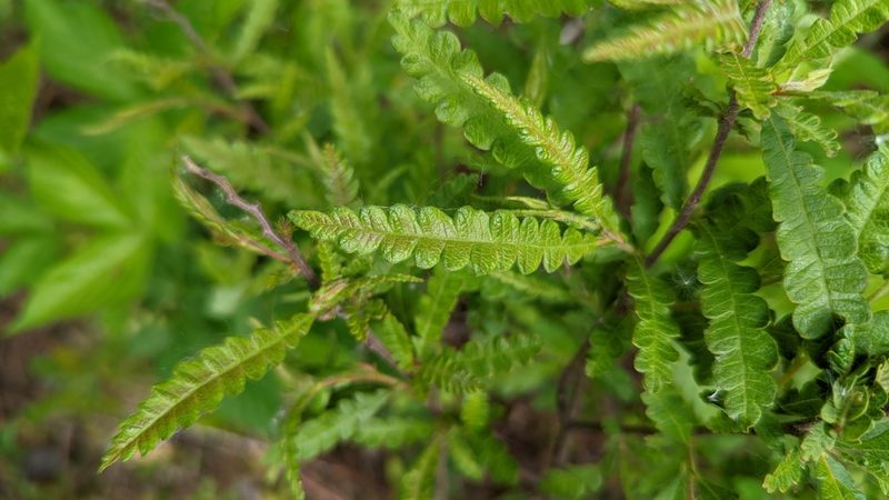 Comptonia peregrina, photographed by Dan Riley