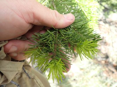 Pseudotsuga menziesii, photographed by Shane Johnson