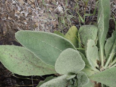 Verbascum thapsus, photographed by Shane Johnson