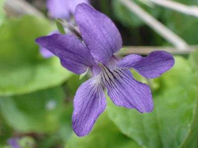 Viola nephrophylla, photographed by Shane Johnson