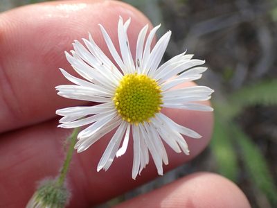 Erigeron pumilus, photographed by Shane Johnson