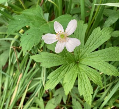 Anemonastrum canadense, photographed by Susan Berry