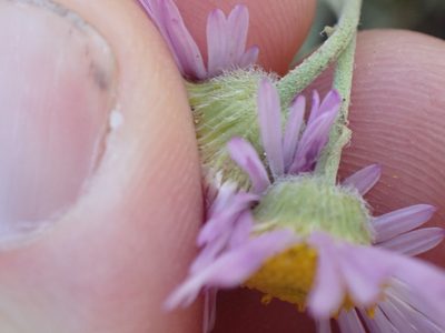Erigeron filifolius, photographed by Shane Johnson