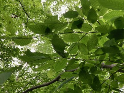 Carpinus caroliniana, photographed by Susan Berry