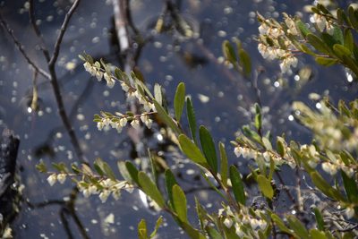 Chamaedaphne calyculata