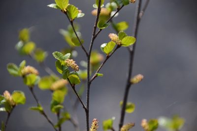 Betula glandulosa