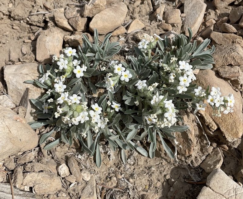 Oreocarya flavoculata, photographed by Nancy Overholtz