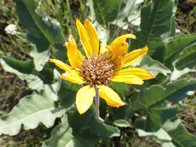 Balsamorhiza sagittata, photographed by Shane Johnson