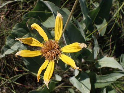 Balsamorhiza sagittata, photographed by Shane Johnson