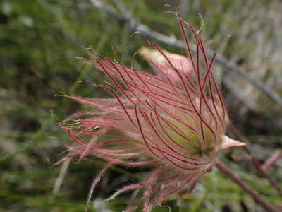 Geum triflorum, photographed by Shane Johnson