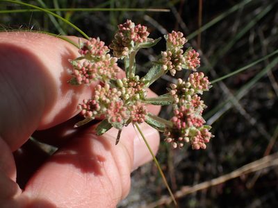 Eriogonum heracleoides, photographed by Shane Johnson