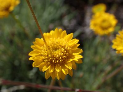 Erigeron linearis, photographed by Shane Johnson