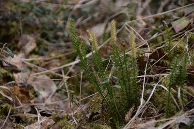 Spinulum annotinum, photographed by Syd Cannings