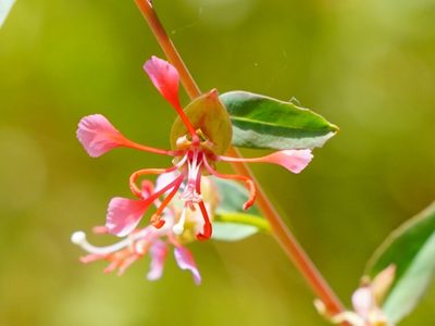 Clarkia unguiculata, photographed by Michael Warner