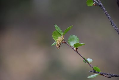 Betula glandulosa, photographed by Syd Cannings