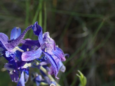 Delphinium nuttallianum, photographed by Shane Johnson