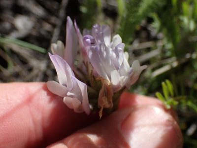Astragalus agrestis, photographed by Shane Johnson