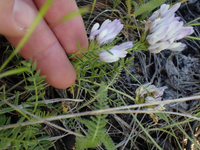 Astragalus agrestis, photographed by Shane Johnson