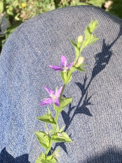 Triodanis lamprosperma, photographed by Joseph McPhail