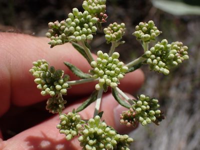 Eriogonum heracleoides, photographed by Shane Johnson
