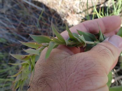 Linaria dalmatica
