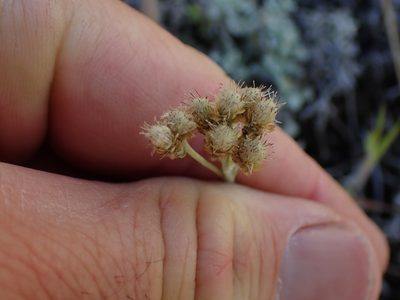 Antennaria umbrinella, photographed by Shane Johnson