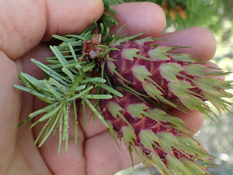Pseudotsuga menziesii, photographed by Shane Johnson
