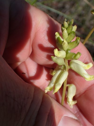 Astragalus collinus, photographed by Shane Johnson