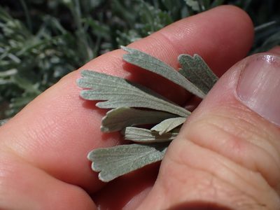 Artemisia tridentata, photographed by Shane Johnson