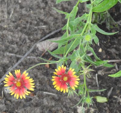 Gaillardia pulchella, photographed by saltyhiker