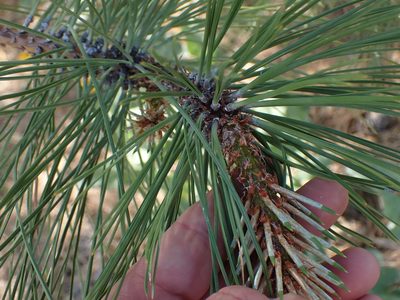 Pinus contorta, photographed by Shane Johnson