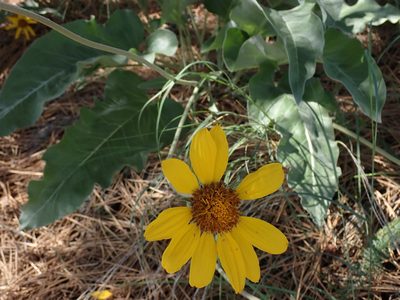 Balsamorhiza sagittata, photographed by Shane Johnson