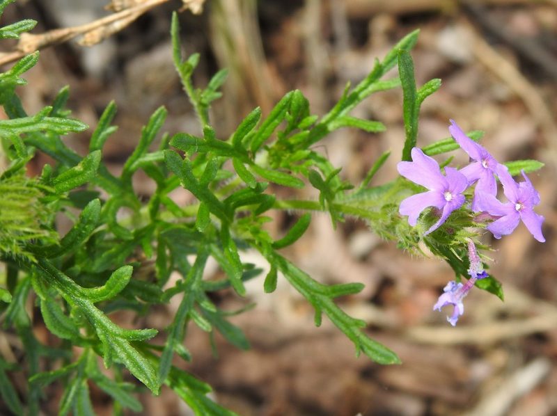 Verbena bipinnatifida, photographed by saltyhiker