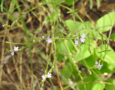 Verbena halei, photographed by saltyhiker