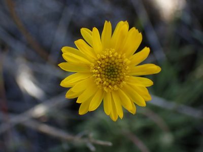 Erigeron linearis, photographed by Shane Johnson