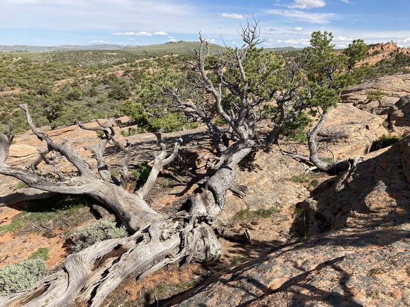 Pinus flexilis, photographed by Cecelia Alexander