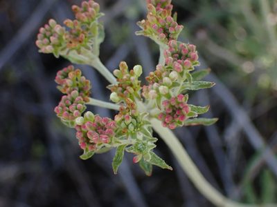 Eriogonum heracleoides, photographed by Shane Johnson