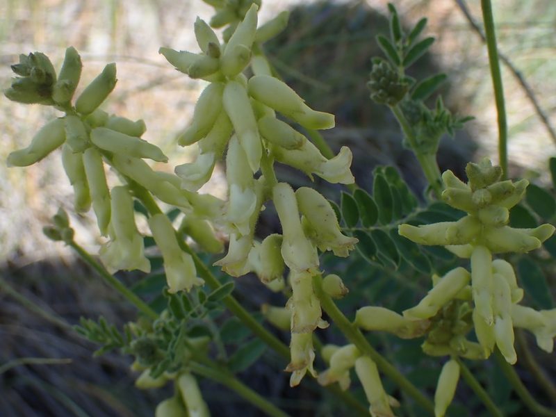 Astragalus collinus, photographed by Shane Johnson