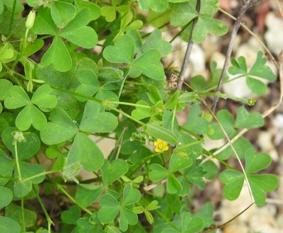 Oxalis dillenii, photographed by saltyhiker