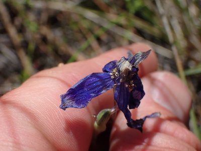 Delphinium nuttallianum, photographed by Shane Johnson
