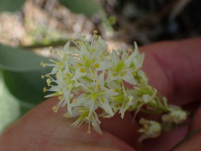 Toxicoscordion venenosum, photographed by Shane Johnson