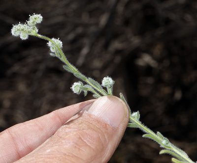 Cryptantha gracilis, photographed by Steve Matson