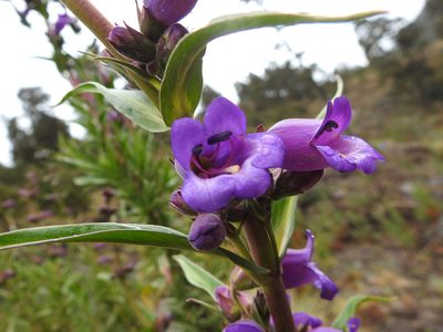 Penstemon gentianoides, photographed by Bernabe Colohua