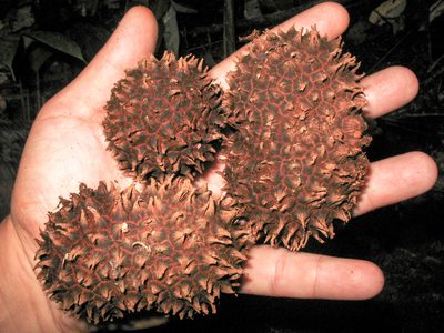 Manicaria saccifera, photographed by w_endo