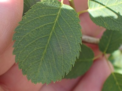 Amelanchier alnifolia, photographed by Shane Johnson