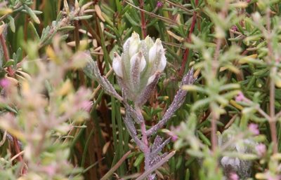 Chloropyron maritimum