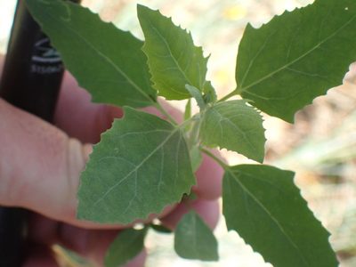 Chenopodium album, photographed by Shane Johnson