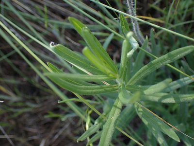 Lithospermum ruderale