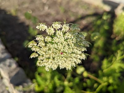 Daucus carota, photographed by Peter Burka