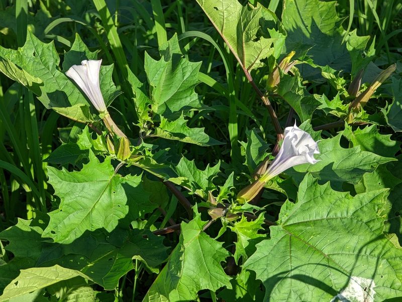 Datura stramonium, photographed by Peter Burka